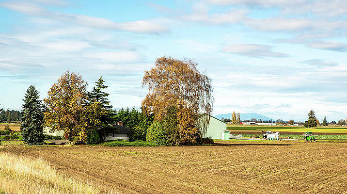 Fall Wall Art featuring the photograph Autumn Birch And Fallow Fields by Tom Cochran