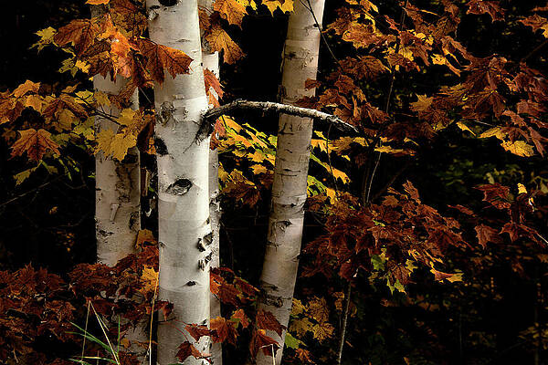Tree Wall Art featuring the photograph Autumn Birch by Vi Ray