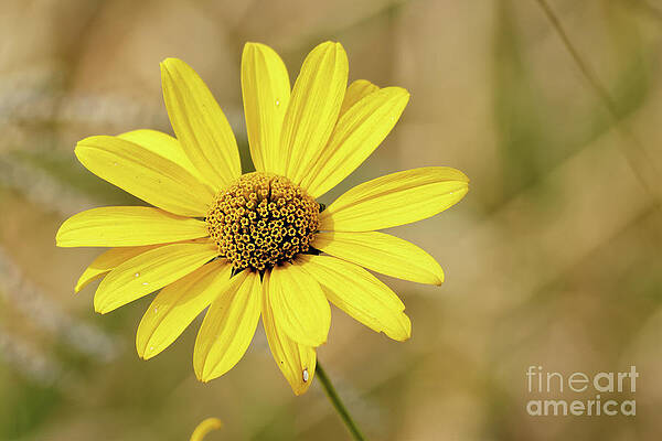 Fall Photograph - Autumn Blooms In Minnesota by Natural Focal Point Photography
