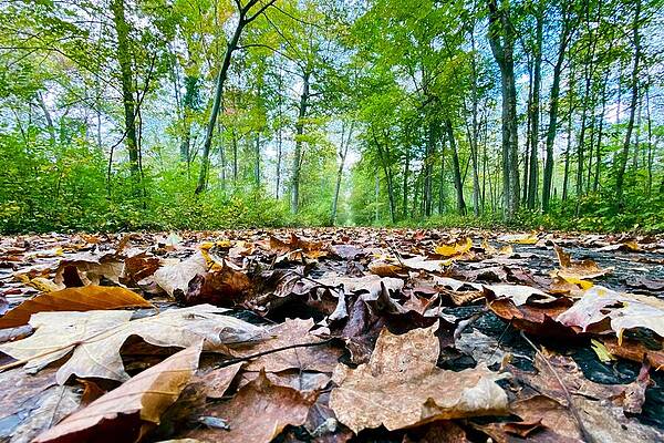 Serene Wall Art featuring the photograph Autumn Canopy Serene Woodland Tapestry by Travel Essayist
