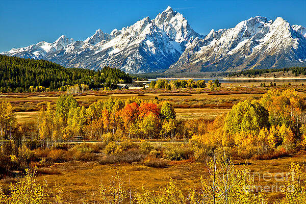 Wall Art featuring the photograph Autumn Clusters Under The Tetons by Adam Jewell