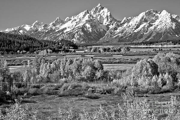 Wall Art featuring the photograph Autumn Clusters Under The Tetons Black And White by Adam Jewell