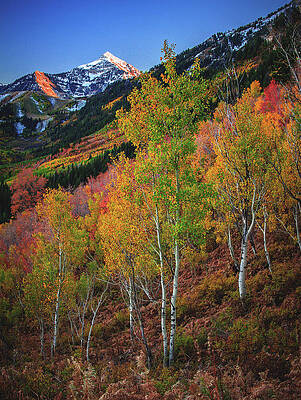 Color Photograph - Autumn Color, Alpine Loop - Vertical by Abbie Warnock