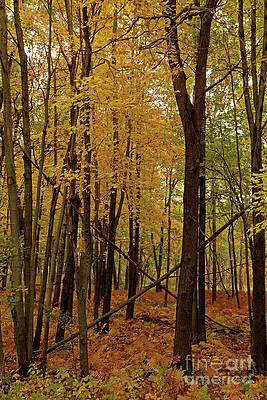 Fall Photograph - Autumn Colors In Minnesota Forest by Natural Focal Point Photography