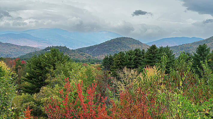 Vibrant Autumn Forest Landscape Photograph