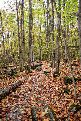 Sunset Photograph - Autumn-Coloured Hiking Trail Through The Woods by John Twynam