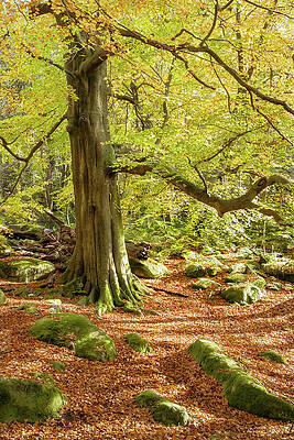 Wall Art featuring the photograph Autumn Colours In Derbyshire by Sue Leonard