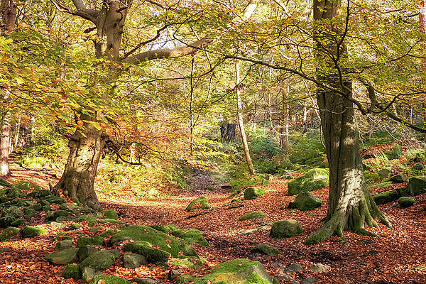 Photograph - Autumn Colours by Sue Leonard