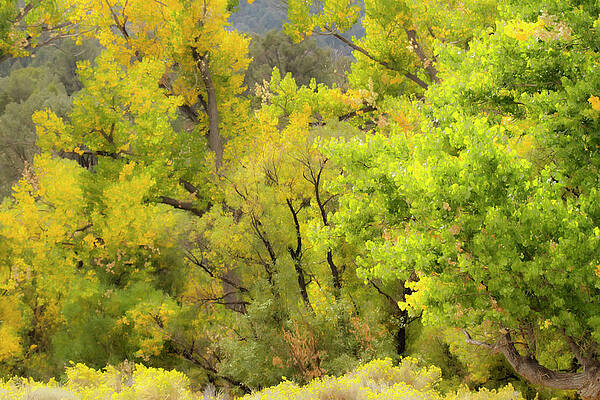 Wall Art featuring the digital art Autumn Cottonwood Tree Colors by Waterdancer
