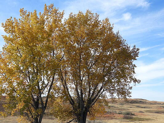 Theodore Roosevelt National Park Photograph - Autumn Cottonwoods by Amanda R Wright
