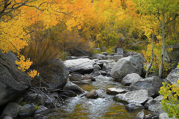 Autumn Creek and Colorful Foliage by Bonnie Colgan