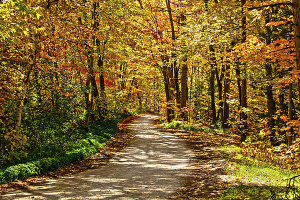 Tree Wall Art featuring the photograph Autumn Drive by Vi Ray