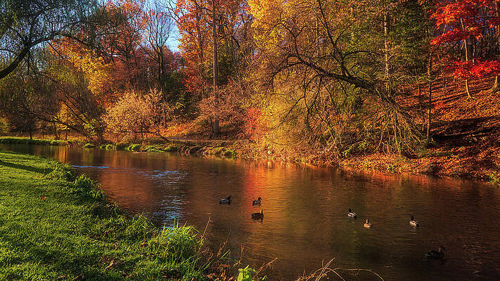 Light Wall Art featuring the photograph Autumn Ducks On The Little Lehigh Creek by Jason Fink