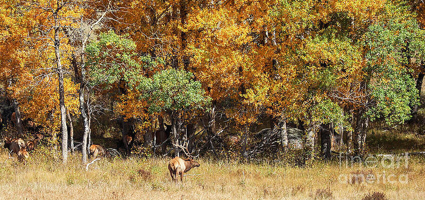 Autumn Elk in a Forest by Shirley Dutchkowski