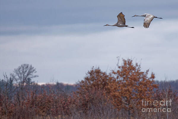 Fall Photograph - Autumn Flight In Crex Meadows 2024 by Natural Focal Point Photography