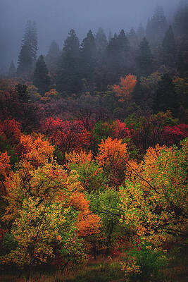 Moody Photograph - Autumn Fog, Mount Olympus by Abbie Warnock