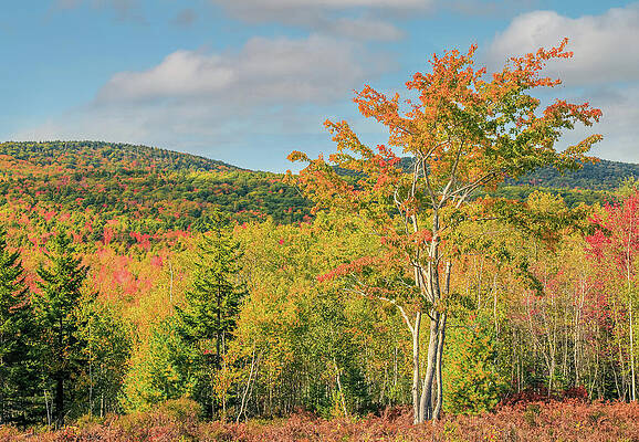 Wall Art featuring the photograph Autumn Forest In Acadia by Dan Sproul