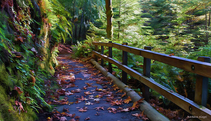 Autumn Forest Pathway Photograph