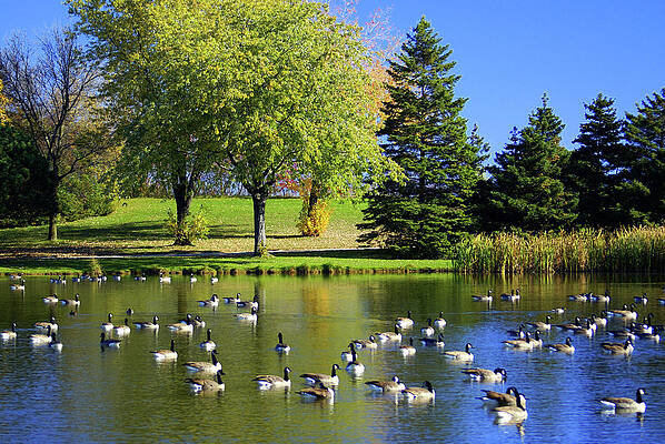 Wisconsin Photograph - Autumn Geese by Deb Beausoleil