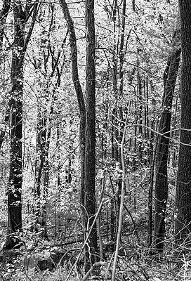 Wall Art featuring the photograph Autumn Glow by Steven Nelson
