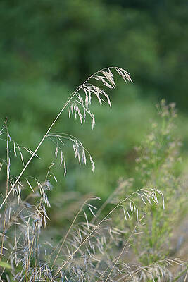 Graceful Grass Stalks Wall Art