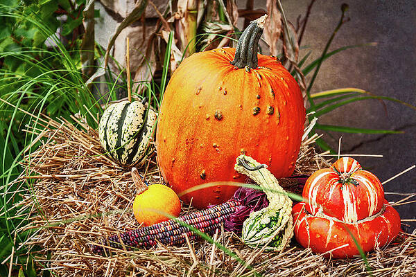 Autumn Harvest Display with Pumpkins Photograph