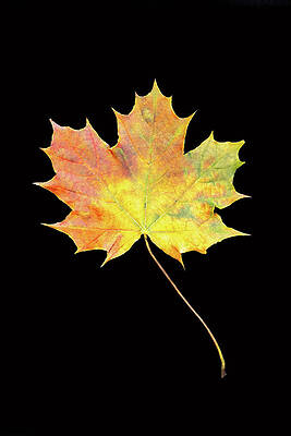 Beautiful Photograph - Autumn Hues by Todd Wilkinson