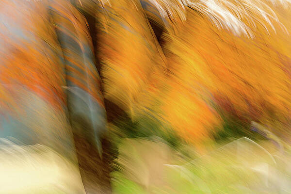 Tree Photograph - Autumn Impression 1 by Ursula Abresch