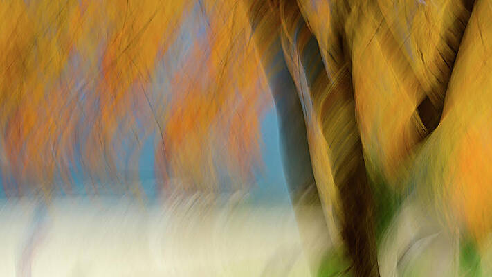 Tree Photograph - Autumn Impression 2 by Ursula Abresch