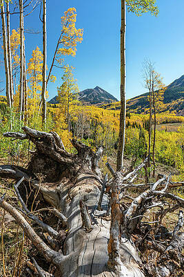 Fall Wall Art featuring the photograph Autumn In Gothic Valley 3 by Ron Long Ltd Photography