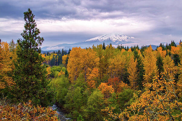 Autumn Forest with Snowy Mountain Photograph