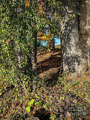 Fall Photograph - Autumn In The Woods by William Norton
