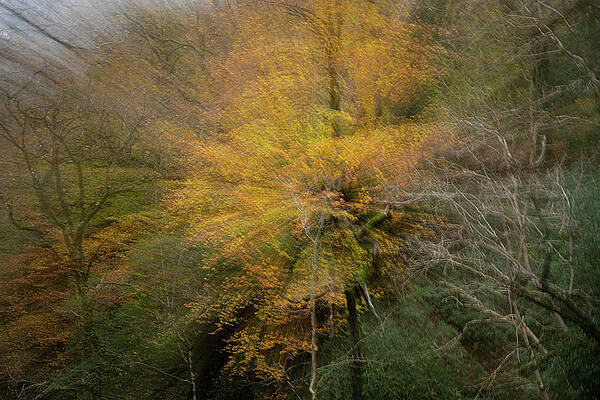 Photograph - Autumn Kaleidoscope 4 by Charnwood Photography Fine Art