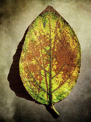 Autumn Leaf on Wooden Surface Wall Art