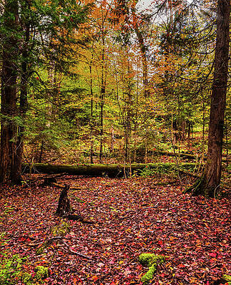 Tranquil Wall Art featuring the photograph Autumn Leaves At Harris Lake by Ron Long Ltd Photography