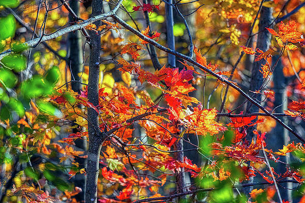 Natural Photograph - Autumn Leaves In The Forest by Tatiana Travelways