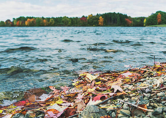 Fall Photograph - Autumn Leaves On Beltzville Lake Shoreline by Jason Fink