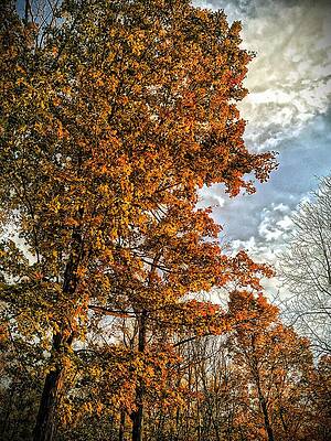 Autumn Leaves Under Blue Sky Wall Art