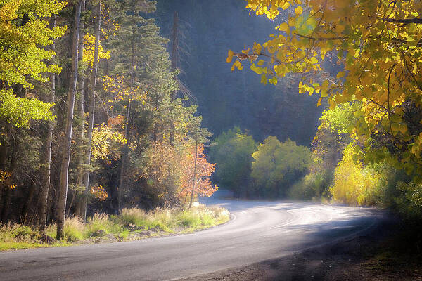 Wall Art featuring the photograph Autumn Light New Mexico by Mary Lee Dereske