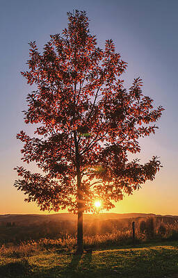Fall Photograph - Autumn Maple Tree Sunset by Jason Fink