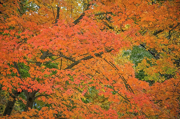 Wall Art featuring the photograph Autumn Maples Canopy Of Fire by Rebecca Herranen