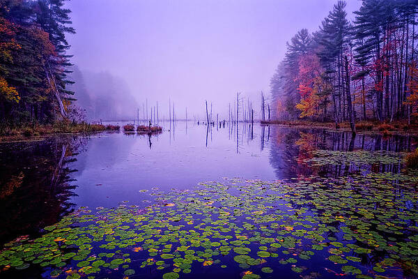 Fall Photograph - Autumn Marsh Mist. by Jeff Sinon