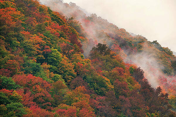 Autumn Mist by Jon Snyder