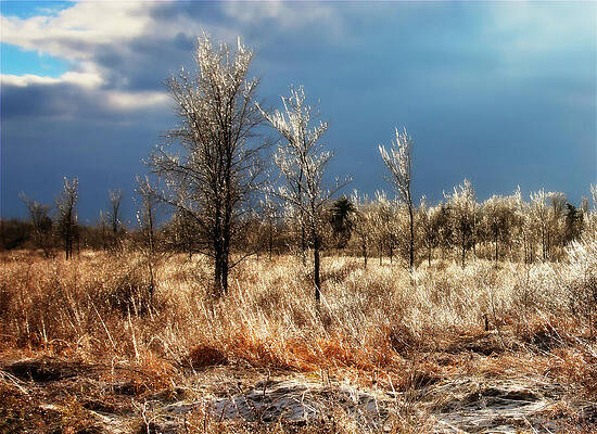 Natural Photograph - Autumn Morning Ice In Magical Light by Tatiana Travelways