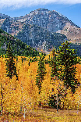 Color Photograph - Autumn Near Timpanogos - Vertical by Abbie Warnock