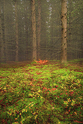 Tree Photograph - Autumn On The Forest Floor by Richard DeYoung