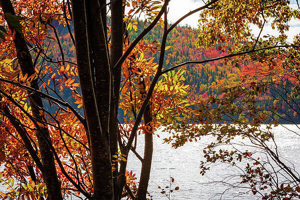 Wall Art featuring the photograph Autumn On The River - Quebec by Tatiana Travelways