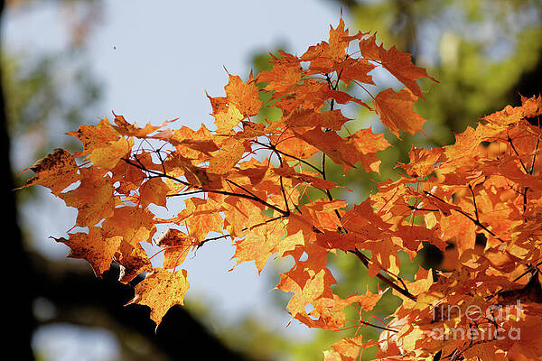 Fall Photograph - Autumn Orange In Minnesota by Natural Focal Point Photography