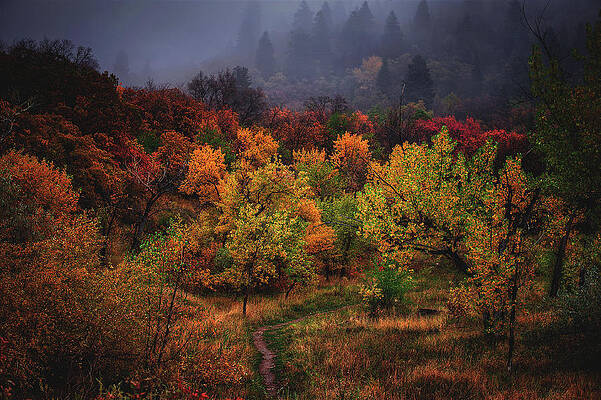 Moody Photograph - Autumn Pathway by Abbie Warnock