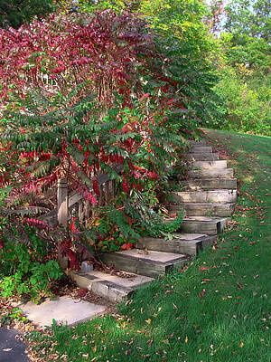 Nature Photograph - Autumn Pathway Steps by Deb Beausoleil